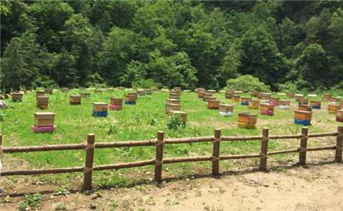 黎坪鎮(zhèn)龍山村蜂養(yǎng)殖基地建設(shè)項目